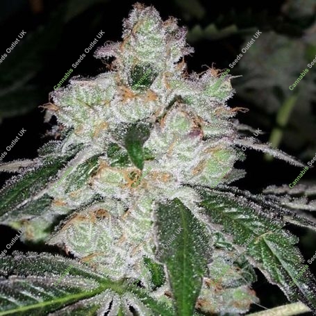 Fire OG BX3 Regular Marijuana Strain by BC Bud Depot For Sale Online at Cannabis Seeds Outlet