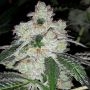 Fire OG BX3 Regular Marijuana Strain by BC Bud Depot For Sale Online at Cannabis Seeds Outlet