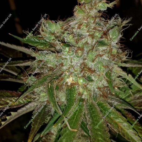 Garlic Cheese Feminized Marijuana Strain by BC Bud Depot For Sale Online at Cannabis Seeds Outlet