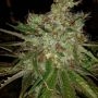 Garlic Cheese Feminized Marijuana Strain by BC Bud Depot For Sale Online at Cannabis Seeds Outlet