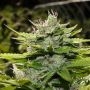 God Bud Regular Marijuana Strain by BC Bud Depot For Sale Online at Cannabis Seeds Outlet