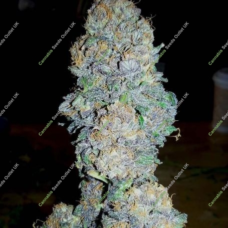 Gods Gift Regular Marijuana Strain by BC Bud Depot For Sale Online at Cannabis Seeds Outlet