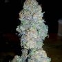 Gods Gift Regular Marijuana Strain by BC Bud Depot For Sale Online at Cannabis Seeds Outlet