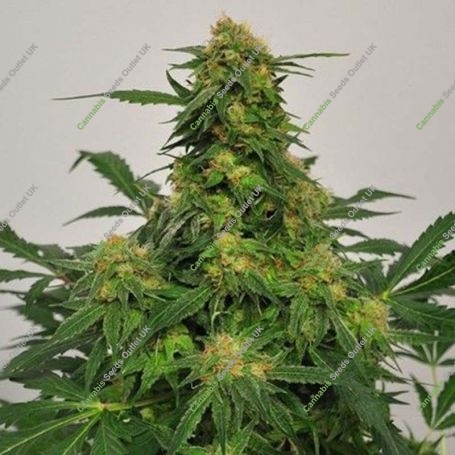 Harlequin Bx4 CBD Regular Marijuana Strain by BC Bud Depot For Sale Online at Cannabis Seeds Outlet