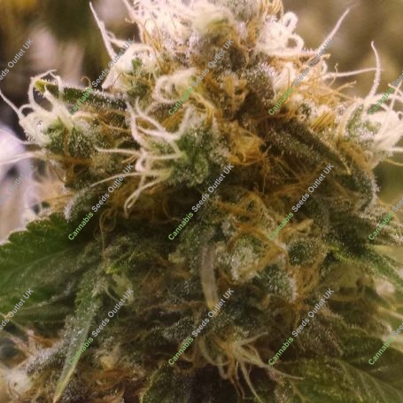 Honey OG Feminized Marijuana Strain by BC Bud Depot For Sale Online at Cannabis Seeds Outlet