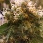 Honey OG Feminized Marijuana Strain by BC Bud Depot For Sale Online at Cannabis Seeds Outlet
