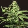 Jack Herer Female BC Bud Depot Cannabis Seeds