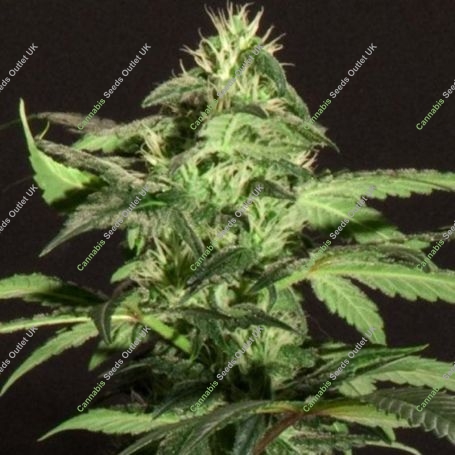 Jack Herer Feminized Marijuana Strain by BC Bud Depot For Sale Online at Cannabis Seeds Outlet