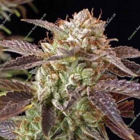 Kush Regular Marijuana Strain by BC Bud Depot For Sale Online at Cannabis Seeds Outlet
