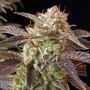 Kush Regular Marijuana Strain by BC Bud Depot For Sale Online at Cannabis Seeds Outlet