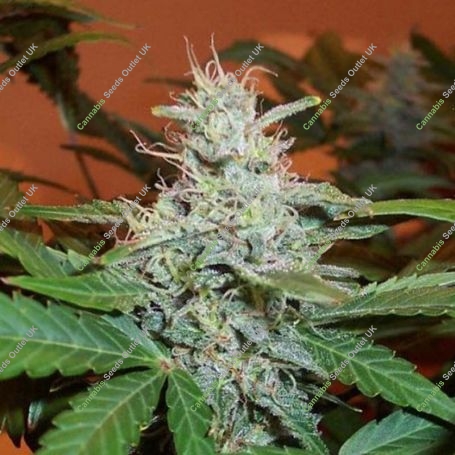 Lowryder No.2 Auto Feminized Marijuana Strain by BC Bud Depot For Sale Online at Cannabis Seeds Outlet