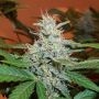 Lowryder No.2 Auto Feminized Marijuana Strain by BC Bud Depot For Sale Online at Cannabis Seeds Outlet
