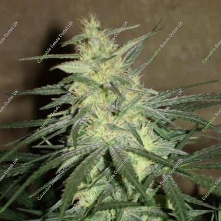 Mango Regular Marijuana Strain by BC Bud Depot For Sale Online at Cannabis Seeds Outlet