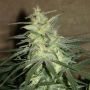Mango Regular Marijuana Strain by BC Bud Depot For Sale Online at Cannabis Seeds Outlet