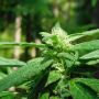 Mighty Mite Regular BC Bud Depot Cannabis Seeds