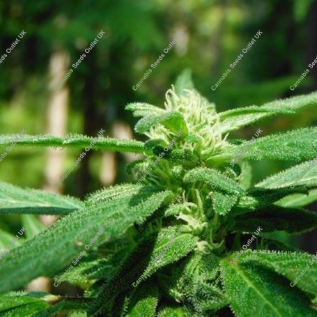 Mighty Mite Regular Marijuana Strain by BC Bud Depot For Sale Online at Cannabis Seeds Outlet