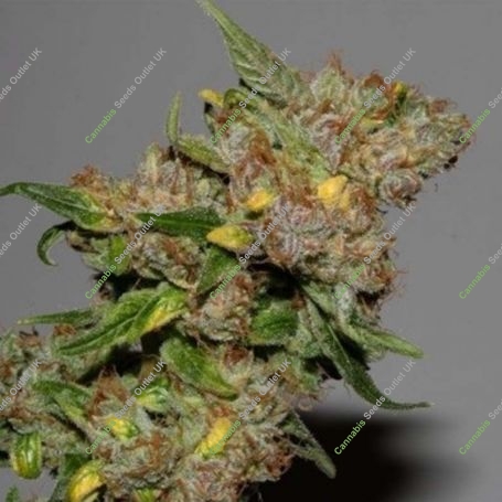 Monterey Jack Regular Marijuana Strain by BC Bud Depot For Sale Online at Cannabis Seeds Outlet