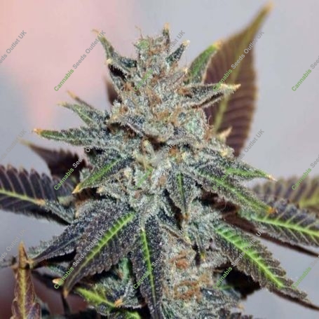 Night Nurse Regular Marijuana Strain by BC Bud Depot For Sale Online at Cannabis Seeds Outlet