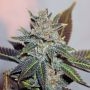 Night Nurse Regular Marijuana Strain by BC Bud Depot For Sale Online at Cannabis Seeds Outlet