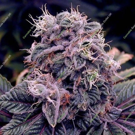 Original Blueberry Feminized Marijuana Strain by BC Bud Depot For Sale Online at Cannabis Seeds Outlet