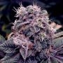 Original Blueberry Feminized Marijuana Strain by BC Bud Depot For Sale Online at Cannabis Seeds Outlet