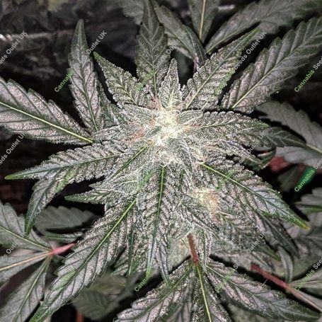 Pinewarp Regular Marijuana Strain by BC Bud Depot For Sale Online at Cannabis Seeds Outlet
