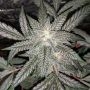 Pinewarp Regular Marijuana Strain by BC Bud Depot For Sale Online at Cannabis Seeds Outlet