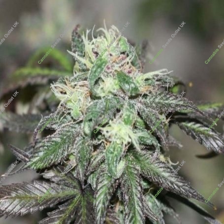 Purple Buddha Regular Marijuana Strain by BC Bud Depot For Sale Online at Cannabis Seeds Outlet
