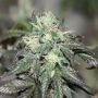 Purple Buddha Regular Marijuana Strain by BC Bud Depot For Sale Online at Cannabis Seeds Outlet