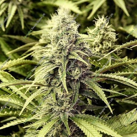 Rockstar Regular Marijuana Strain by BC Bud Depot For Sale Online at Cannabis Seeds Outlet