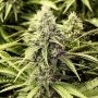Rockstar Regular Marijuana Strain by BC Bud Depot For Sale Online at Cannabis Seeds Outlet
