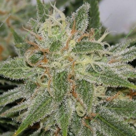 PampleMousse Regular Marijuana Strain by BC Bud Depot For Sale Online at Cannabis Seeds Outlet