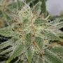 PampleMousse Regular Marijuana Strain by BC Bud Depot For Sale Online at Cannabis Seeds Outlet