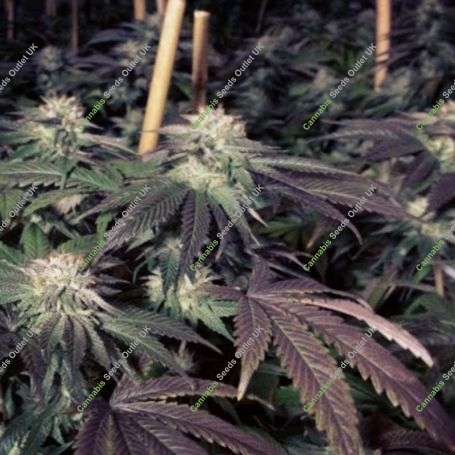 Shiatsu Kush Regular Marijuana Strain by BC Bud Depot For Sale Online at Cannabis Seeds Outlet