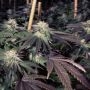 Shiatsu Kush Regular Marijuana Strain by BC Bud Depot For Sale Online at Cannabis Seeds Outlet