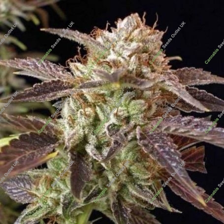 SoCal Masterkush Regular Marijuana Strain by BC Bud Depot For Sale Online at Cannabis Seeds Outlet