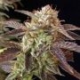 SoCal Masterkush Regular Marijuana Strain by BC Bud Depot For Sale Online at Cannabis Seeds Outlet