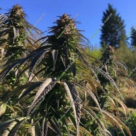 Sour Tsunami Regular Marijuana Strain by BC Bud Depot For Sale Online at Cannabis Seeds Outlet