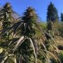 Sour Tsunami Regular Marijuana Strain by BC Bud Depot For Sale Online at Cannabis Seeds Outlet