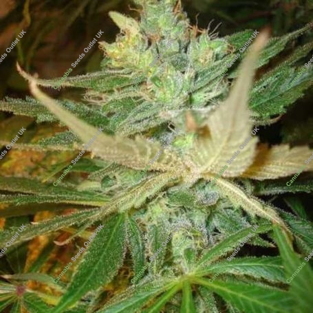 Strawberry Cough Feminized Marijuana Strain by BC Bud Depot For Sale Online at Cannabis Seeds Outlet