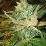 Strawberry Cough Feminized Marijuana Strain by BC Bud Depot For Sale Online at Cannabis Seeds Outlet
