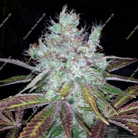 Super Lemon Jack Feminized Marijuana Strain by BC Bud Depot For Sale Online at Cannabis Seeds Outlet