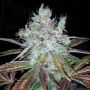 Super Lemon Jack Feminized Marijuana Strain by BC Bud Depot For Sale Online at Cannabis Seeds Outlet