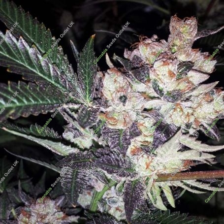 Super Wild Berry Feminized Marijuana Strain by BC Bud Depot For Sale Online at Cannabis Seeds Outlet