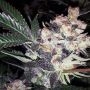 Super Wild Berry Feminized Marijuana Strain by BC Bud Depot For Sale Online at Cannabis Seeds Outlet