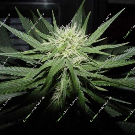 Sweet God Regular Marijuana Strain by BC Bud Depot For Sale Online at Cannabis Seeds Outlet