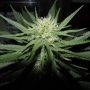 Sweet God Regular Marijuana Strain by BC Bud Depot For Sale Online at Cannabis Seeds Outlet