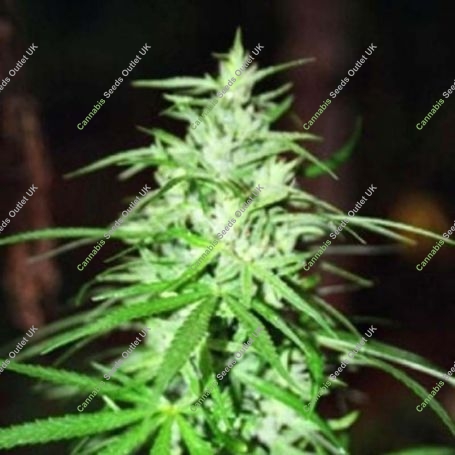 Sweet Island Skunk Regular Marijuana Strain by BC Bud Depot For Sale Online at Cannabis Seeds Outlet