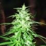 Sweet Island Skunk Regular Marijuana Strain by BC Bud Depot For Sale Online at Cannabis Seeds Outlet