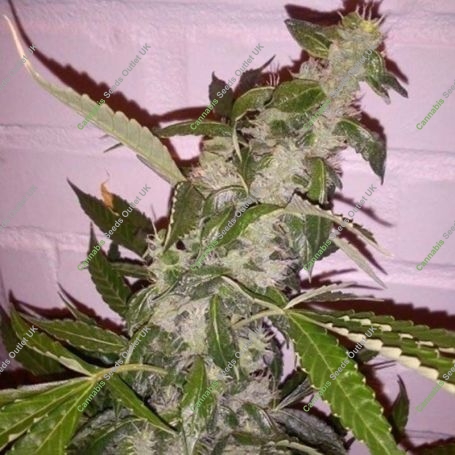 Sweet Tooth Regular Marijuana Strain by BC Bud Depot For Sale Online at Cannabis Seeds Outlet